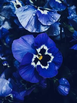 Blue flower on dark background, floral and nature concept