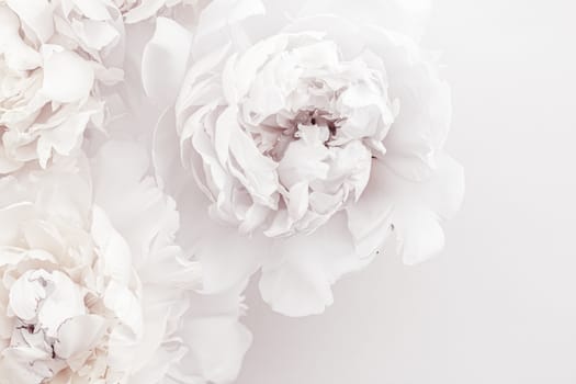 Pure white peony flowers as floral art background, wedding decor and luxury branding design