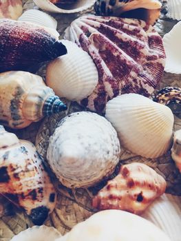Seashells as summer coastal background, nature and travel concept