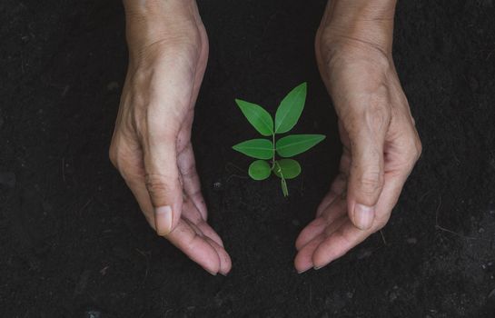 Human hands holding green small plant life concept. Ecology concept.