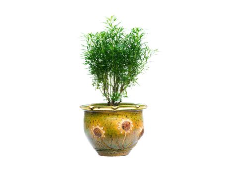 Green potted plant, trees in the pot isolated on white background.