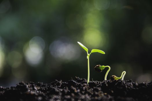 Close up of green and small plant. Green fresh plants on nature background.