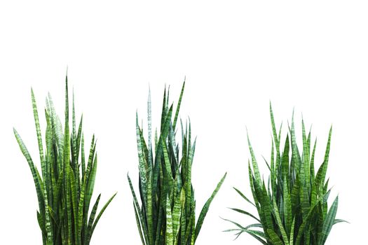 Green and fresh Aloe Vera plant isolated on a white background.