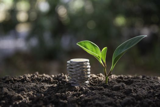 Saving money concept with money coin stack growing for business. financial and accounting concept.