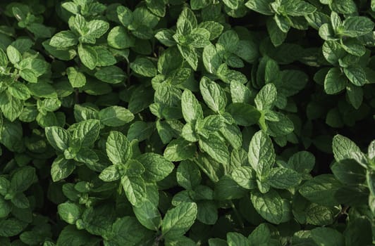 Close up of green leaf. Green fresh plants on nature background.