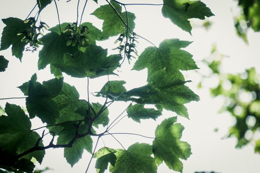 sycamore leaves in dappled summer sunshine