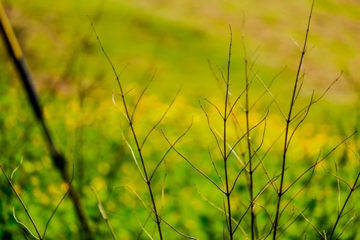 dried twigs from plant in front of field