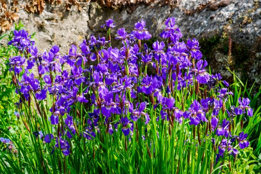 group of beautiful blue iris flowers in a garden on a sunny day