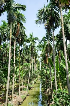 Betel Nuts plantation in thailand