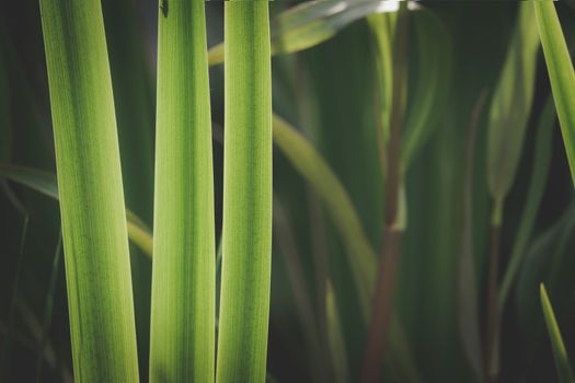 iris leaves beautiful green background