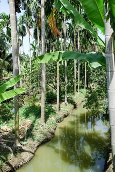 Betel Nuts plantation in thailand