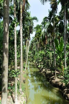 Betel Nuts plantation in thailand