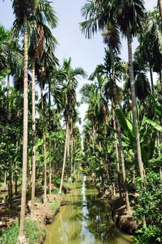 Betel Nuts plantation in thailand