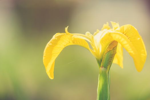 wild yellow flag iris in garden pond close up