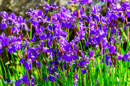 group of beautiful blue iris flowers in a garden on a sunny day