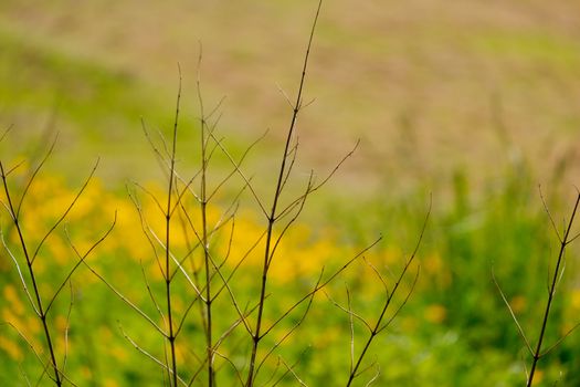 dried twigs from plant in front of field