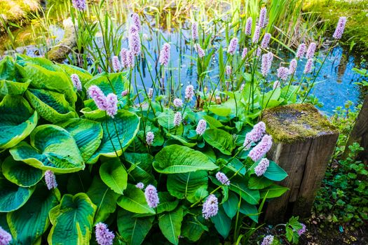 Mass of flower Common Bistort plant beside a garden pond