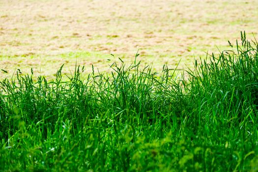 Feather grass at the edge of a field on a sunny day