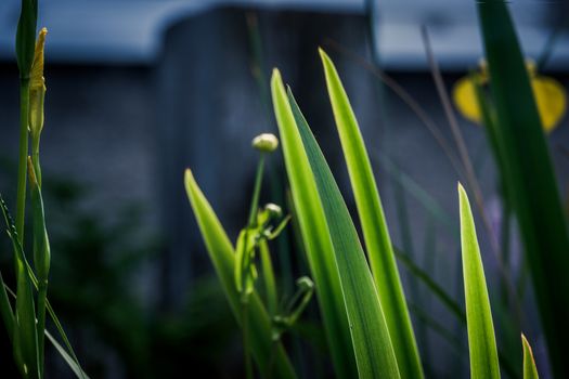 iris leaves beautiful green background