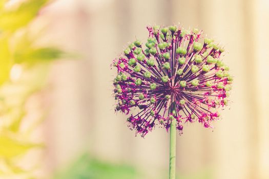 Marco close up of a purple Allium taken form above