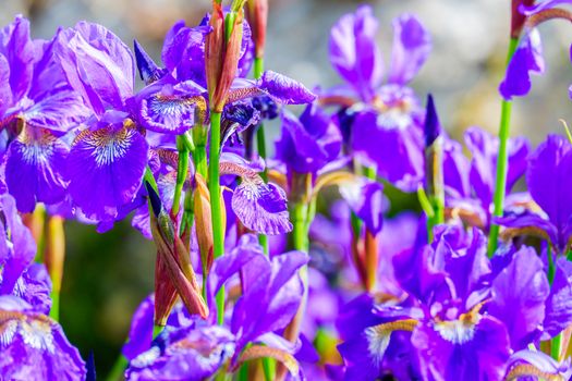 iris flower close up a of group of iris flowers in a garden