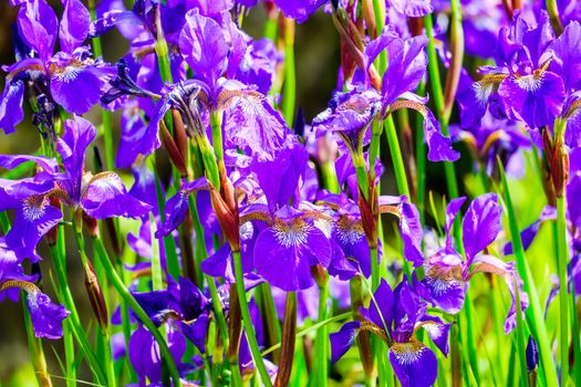 iris flower close upclose up a of group of iris flowers in a garden