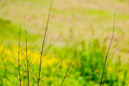 dried twigs from plant in front of field