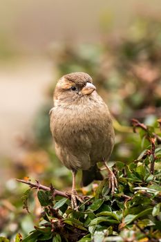Young female sparrow (Passer domesticus) in a bush