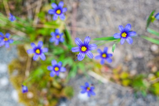 delicate blue and yellow of blue cap in sunshine