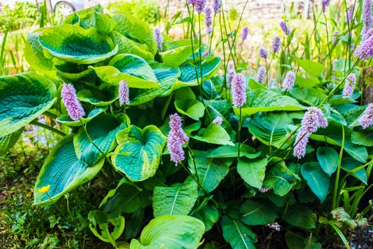 Mass of flower Common Bistort plant beside a garden pond