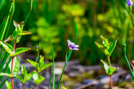 delicate blue and yellow of blue cap in sunshine