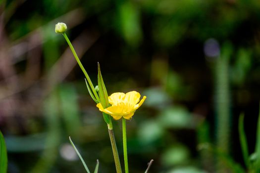 Close up of a Common Buttercup flower on a sunny day