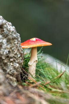 Young Caesar's Mushrooms in autumn forest 