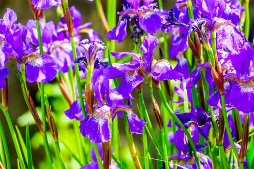 group of beautiful blue iris flowers in a garden on a sunny day