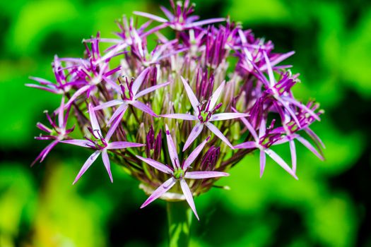 Marco close up of a purple Allium taken form above