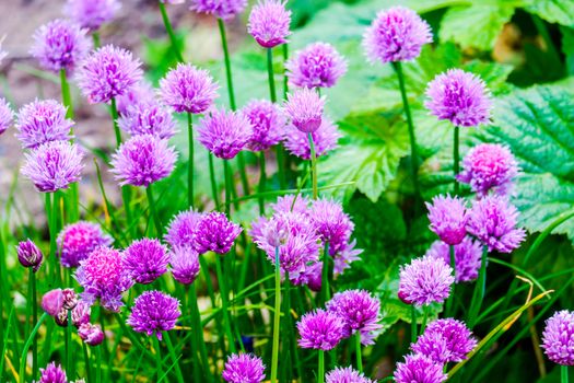 group of Chive Purple flowers in a garden on a sunny day