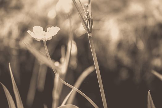 Close up of a Common Buttercup flower on a sunny day