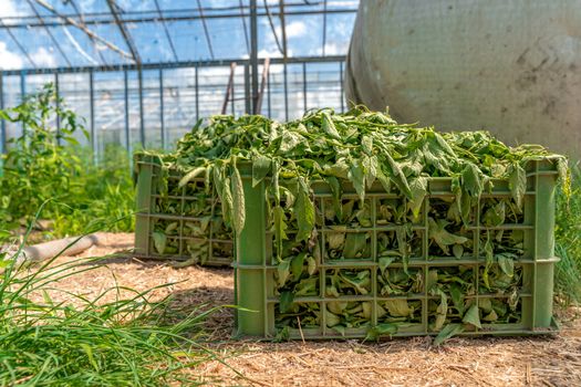 weeds and grass in a crate in a greenhouse after cleaning.