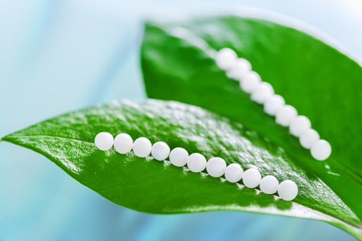 Macro close up of Homeopathic pills on green leaves against blue background.