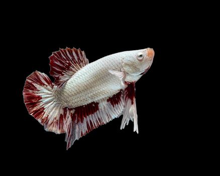 Betta  fish on black background. Siamese fighting fish is the freshwater fish with beautiful fins and color