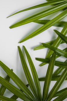 Closeup of green leaf on white wall (Lady palm). Greenery background, wallpaper concept.