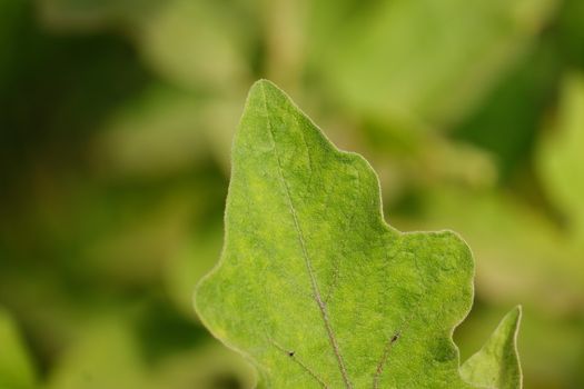 beautiful green half leaf of eggplant with blur effect green nature background