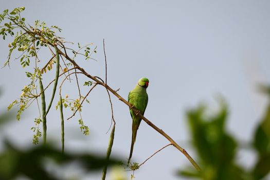 a green young male parrot sitting on the drumstick tree branch in the evening , INDIA