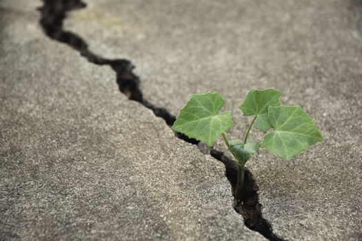 Green young plant growing on the broken ground.