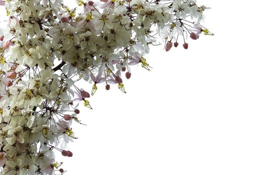 Sweet flower isoleated on white background. Close up white flowers with copy space.