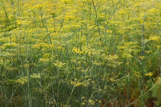 yellow green flowers of organic fennel (dill) plants in the agriculture field , INDIA Rajasthan