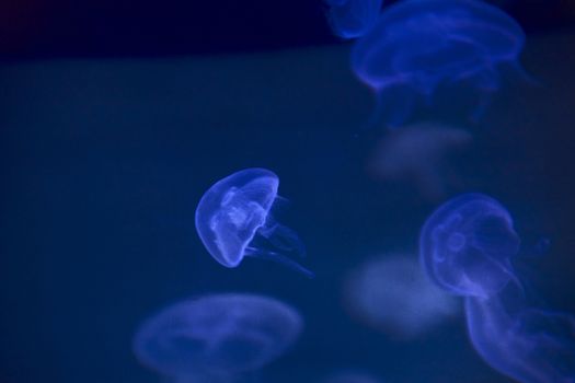 Jellyfish set, in the ocean, blue color, fluorescent