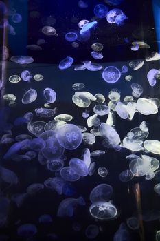 Jellyfish set, in the ocean, blue color, fluorescent