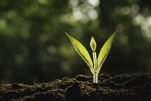 Seedling and plant growing in soil and copy space for insert text