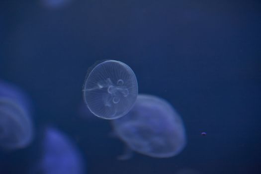 Jellyfish set, in the ocean, blue color, fluorescent